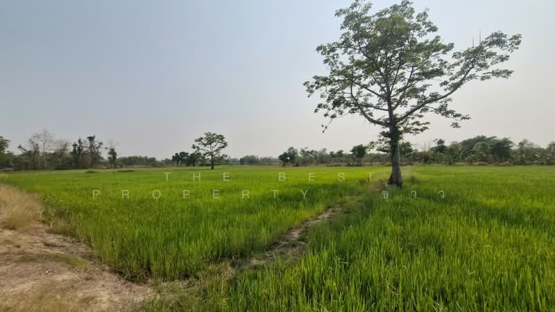 ที่ดินสามง่าม พิจิตร, พิจิตร, เนินปอ, สามง่าม, พิจิตร, 29,300 ตร.ม., ที่ดิน ขาย, โดย The Best Property  ข้าว, 500262121 - DDproperty.com
