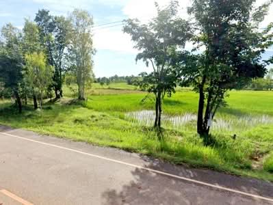ขาย - ที่ดินท่าบ่อ หนองคาย, หนองคาย