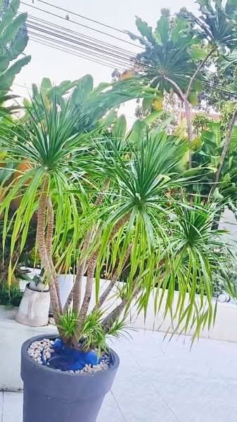 2-BR House, Chon Buri (Pattaya), Bang Phra, Si Racha, Chon Buri (Pattaya), 2 Bedrooms, 52 sqm, Single Detached House For Sale, by Boonyanuch Unna, 500263205 - DDproperty.com