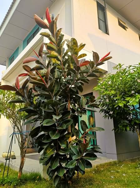 Anasiri Bangyai, Nonthaburi, Soi Wat Phra Non, Bang Mae Nang, Bang Yai, Nonthaburi, 4 Bedrooms, 157 sqm, Single Detached House For Sale, by Praphatson Sakon, 500263556 - DDproperty.com