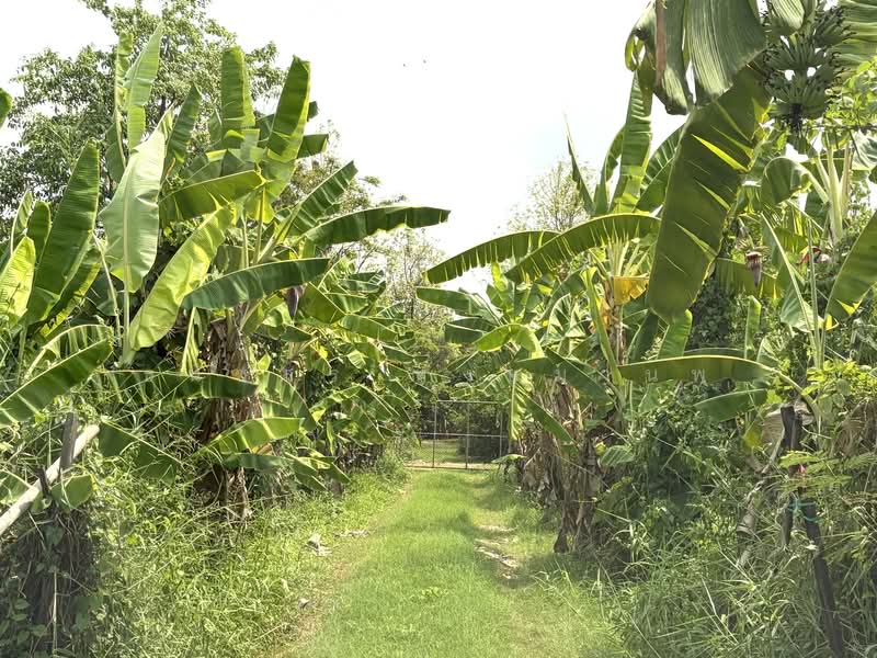 Land for sale 4-0-28 Rai price 22,000 per Sq.wha Total 35,816,000 Baht, Bangkok, เพิ่มสิน, Sai Mai, Sai Mai, Bangkok, , 1 sqm, Business For Sale, by Thanatsorn Hongmanop, 500263681 - DDproperty.com