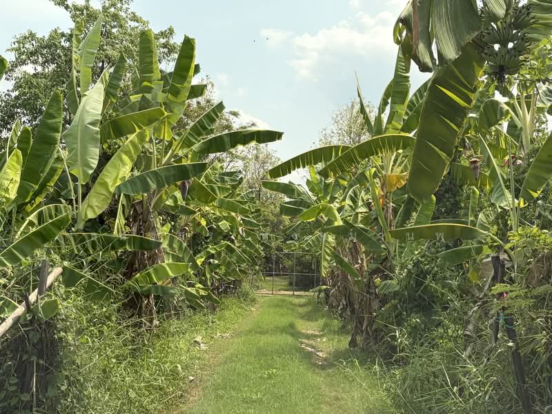 Land for sale 4-0-28 Rai price 22,000 per Sq.wha Total 35,816,000 Baht, Bangkok, เพิ่มสิน, Sai Mai, Sai Mai, Bangkok, , 1 sqm, Business For Sale, by Thanatsorn Hongmanop, 500263681 - DDproperty.com