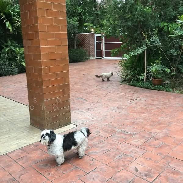 Baan Wang Tan, Chiang Mai, Mae Hia, Muang Chiang Mai, Chiang Mai, 4 Bedrooms, 348 sqm, Single Detached House For Rent, by Shori Asset Group Co., Ltd., 500264382 - DDproperty.com