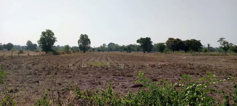 ขาย - ขายด่วน ที่ดินที่นา 8 ไร่ 3 งาน 70 ตรว. ติดถนนลาดยาง โฉนดครุฑเเดงพร้อมโอน, บุรีรัมย์