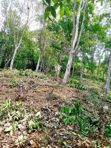 ที่ดิน 4 ไร่ ป่าตอง ภูเก็ต สำหรับโครงการวิลล่าวิวทะเล, ภูเก็ต, พระบารมี, ป่าตอง, กะทู้, ภูเก็ต, 6,492 ตร.ม., ที่ดิน ขาย, โดย ชนิจนันท์ มีวงศ์อุโฆษ, 500267438 - DDproperty.com