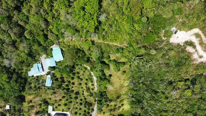 4 rai Land Plot in Patong Phuket for Sea View Villa Project, Phuket, พระบารมี, Patong, Kathu, Phuket, , 6,492 sqm, Land For Sale, by Chanitnun Mewongukote, 500267438 - DDproperty.com