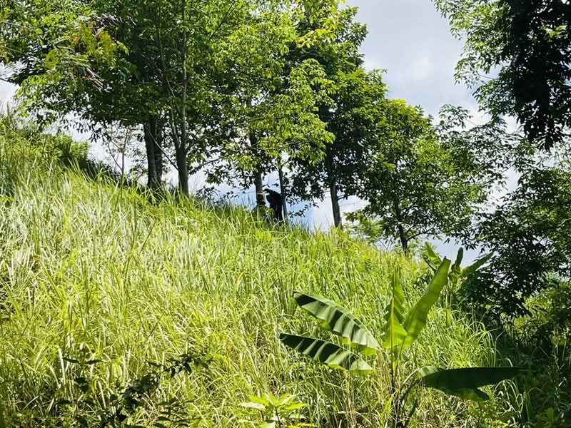 4 rai Land Plot in Patong Phuket for Sea View Villa Project, Phuket, พระบารมี, Patong, Kathu, Phuket, , 6,492 sqm, Land For Sale, by Chanitnun Mewongukote, 500267438 - DDproperty.com