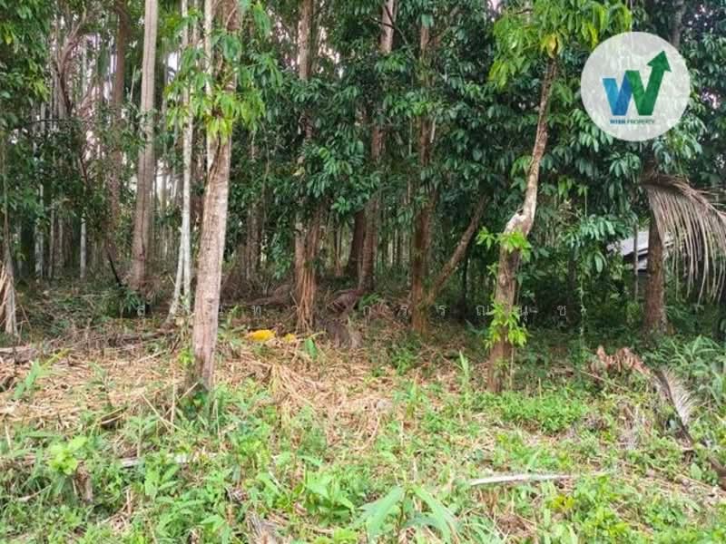 ที่ดินในพัทลุง, พัทลุง, เกาะเต่า, ป่าพะยอม, พัทลุง, 556 ตร.ม., ที่ดิน ขาย, โดย สุมนทา กรรณนุช, 500268229 - DDproperty.com