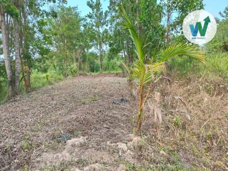 land Cha-uat, Nakhon Si Thammarat, สายไม้เสียบ-ชะอวด, Tha Pracha, Cha-uat, Nakhon Si Thammarat, , 488 sqm, Land For Sale, by สุมนทา กรรณนุช, 500269086 - DDproperty.com