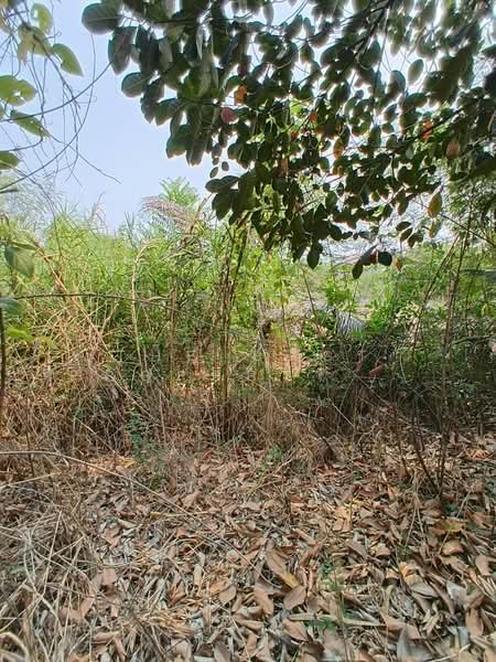 ขาย - ที่ดินพุทธมณฑล นครปฐม, นครปฐม