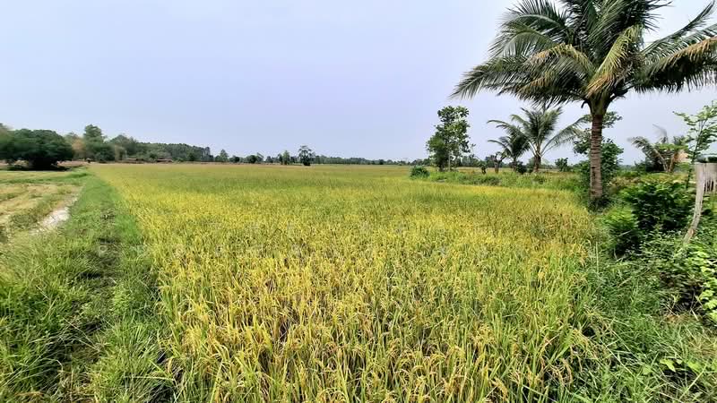 ที่ดินจังหาร ร้อยเอ็ด, Roi Et, Dong Sing, Chang Han, Roi Et, , 12,160 sqm, Land For Sale, by The Best Property ทองใบ, 500269450 - DDproperty.com