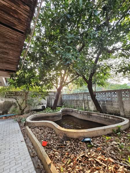 Detached House, 202 Square Wah, Punnawithi, Bangkok, Bang Chak, Phra Khanong, Bangkok, 4 Bedrooms, 800 sqm, Single Detached House For Rent, by Thiti Boonchurn, 500270572 - DDproperty.com