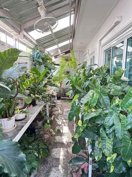 3-BR House, Chon Buri (Pattaya), Nong Ri, Muang Chon Buri, Chon Buri (Pattaya), 3 Bedrooms, 146 sqm, Single Detached House For Sale, by Tanawan Surichai, 500270609 - DDproperty.com