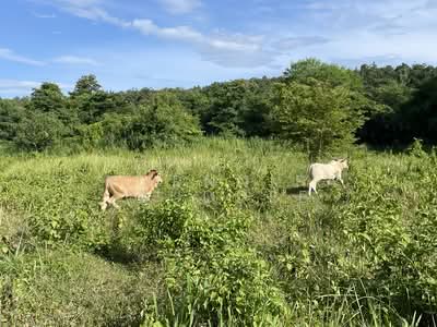 ขาย - Maerim Prime Land for Sale ขายที่ดินสวย ทำเลดี, เชียงใหม่