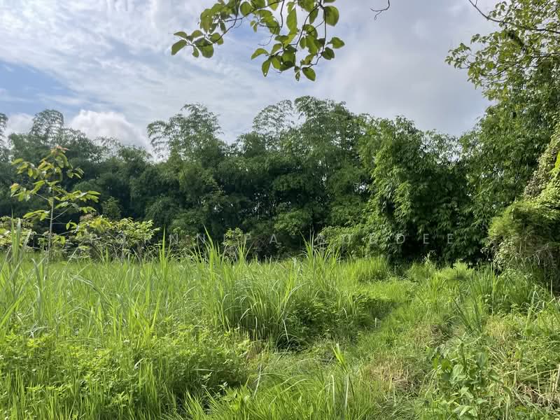 Maerim Land Long-term Lease, Chiang Mai, Huai Sai, Mae Rim, Chiang Mai, , 3,064 sqm, Land For Rent, by Pornnipa Buddee, 500270838 - DDproperty.com