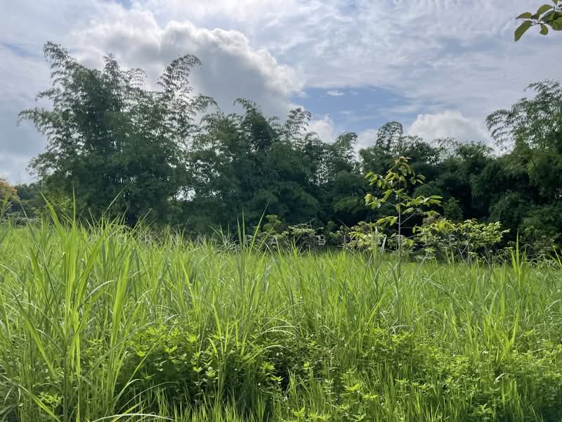 Maerim Land Long-term Lease, Chiang Mai, Huai Sai, Mae Rim, Chiang Mai, , 3,064 sqm, Land For Rent, by Pornnipa Buddee, 500270838 - DDproperty.com