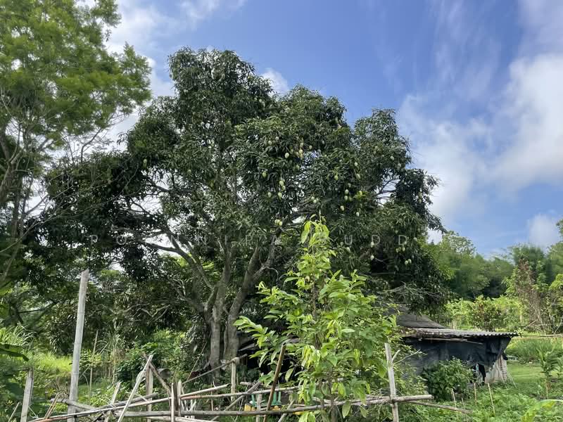 ที่ดินแม่ริมให้เช่าระยะยาว, เชียงใหม่, ห้วยทราย, แม่ริม, เชียงใหม่, 3,064 ตร.ม., ที่ดิน ให้เช่า, โดย Pornnipa Buddee, 500270838 - DDproperty.com