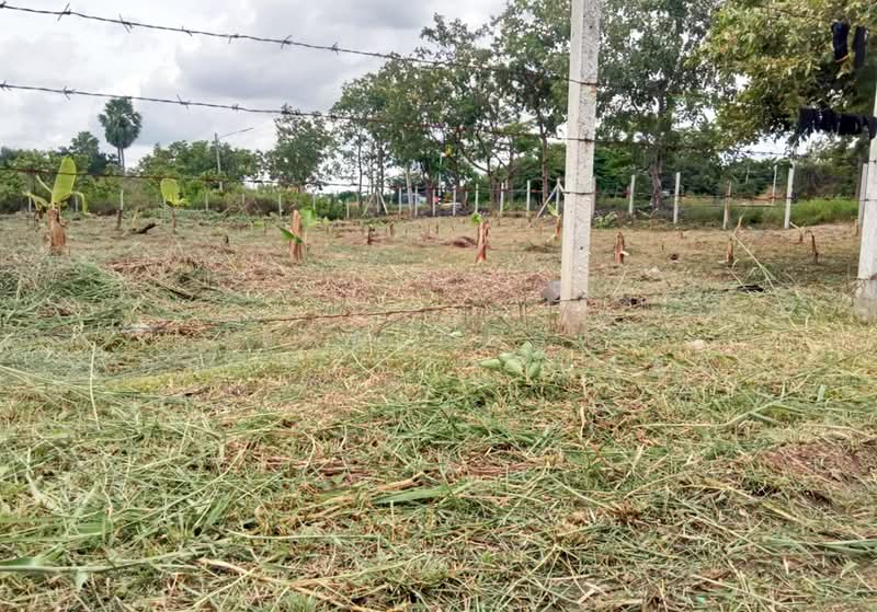 ที่ดินหนองเสือ ปทุมธานี, Pathum Thani, Bung Ba, Nong Sua, Pathum Thani, , 1,308 sqm, Land For Sale, by The Best Property หยอง, 500270844 - DDproperty.com