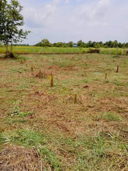 ที่ดินหนองเสือ ปทุมธานี, Pathum Thani, Bung Ba, Nong Sua, Pathum Thani, , 1,308 sqm, Land For Sale, by The Best Property หยอง, 500270844 - DDproperty.com