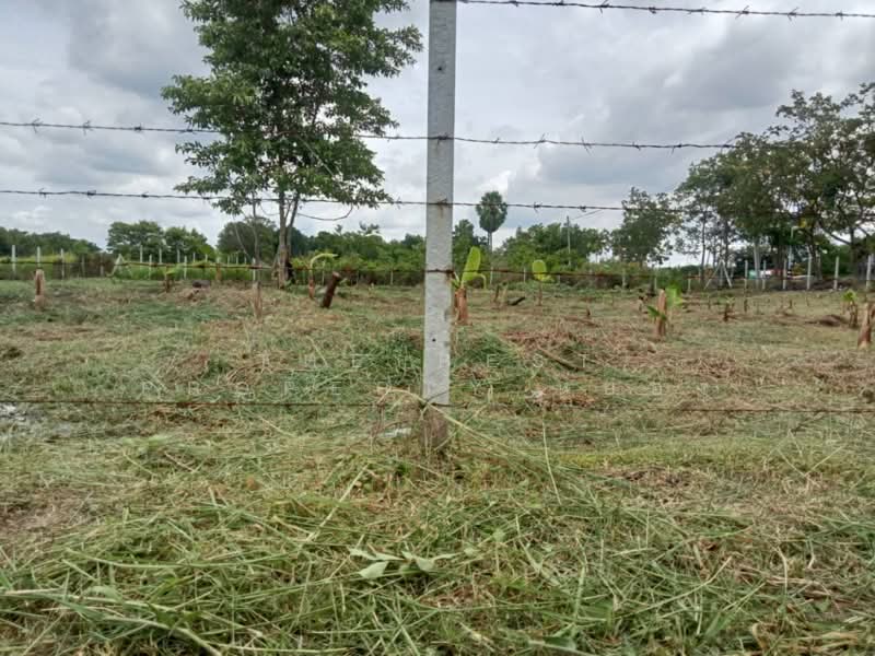 ที่ดินหนองเสือ ปทุมธานี, Pathum Thani, Bung Ba, Nong Sua, Pathum Thani, , 1,308 sqm, Land For Sale, by The Best Property หยอง, 500270844 - DDproperty.com