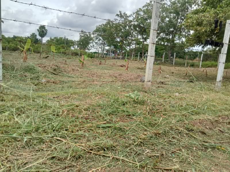 ที่ดินหนองเสือ ปทุมธานี, Pathum Thani, Bung Ba, Nong Sua, Pathum Thani, , 1,308 sqm, Land For Sale, by The Best Property หยอง, 500270844 - DDproperty.com