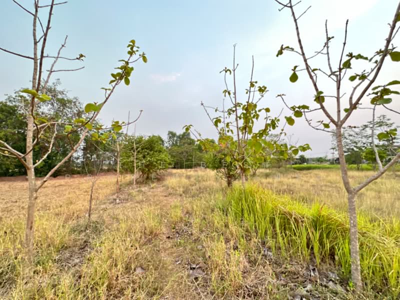 ที่ดินหนองแซง สระบุรี, Saraburi, Nong Kop, Nong-Saeng, Saraburi, , 8,000 sqm, Land For Sale, by The Best Property เฟรม, 500271031 - DDproperty.com