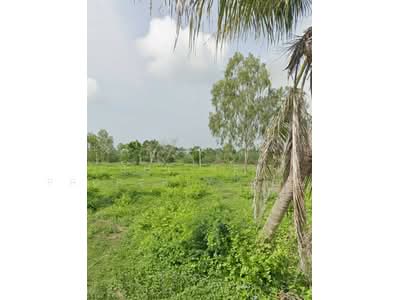 ขาย - ที่ดินท่ายาง เพชรบุรี, เพชรบุรี