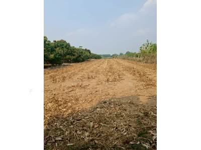 ขาย - ที่ดินเทิง เชียงราย, เชียงราย