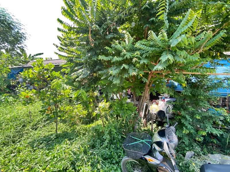 ขายที่ดิน พหลโยธิน 48 ขนาด 50 ตร.วา ทำเลใจกลางเมือง ใกล้ BTS สถานีสายหยุด ทำเลดี เหมาะปลูกบ้าน, กรุงเทพ, ทิมเรืองเวช, อนุสาวรีย์, บางเขน, กรุงเทพ, 200 ตร.ม., ที่ดิน ขาย, โดย วรัญญา อาชวรัตน์ถาวร, 500271089 - DDproperty.com