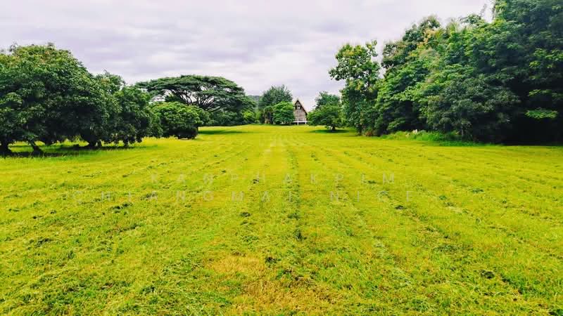 ขาย - ขายที่ดินอำเภอเมืองลำพูน, ลำพูน