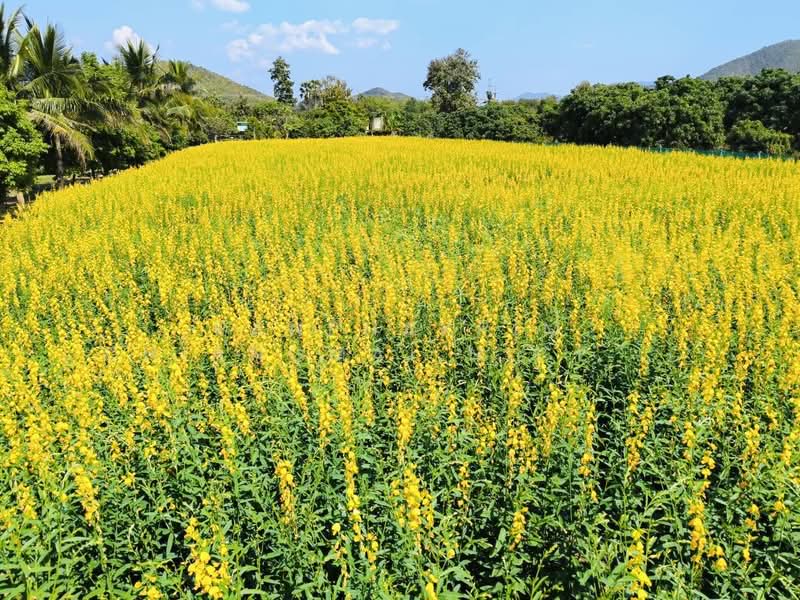 ขาย - ขายที่ดินอำเภอเมืองลำพูน, ลำพูน