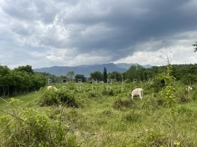 ขาย - Maerim Land for Sale (7rais+) ขายที่ดินสวย วิวงาม (7 ไร่กว่า), เชียงใหม่