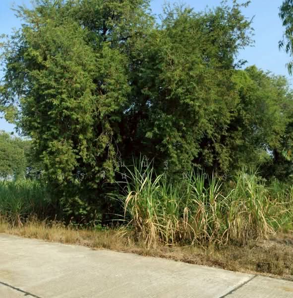 ขาย - ต.เทพนิมิต อ.บึงสามัคคี จ.กำแพงเพชร, กำแพงเพชร