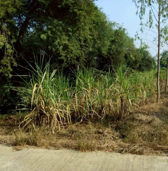 ขาย - ต.เทพนิมิต อ.บึงสามัคคี จ.กำแพงเพชร, กำแพงเพชร