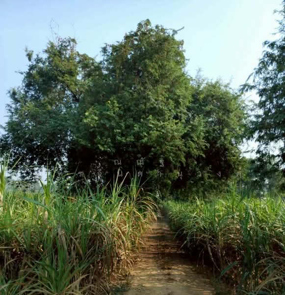 ขาย - ต.เทพนิมิต อ.บึงสามัคคี จ.กำแพงเพชร, กำแพงเพชร