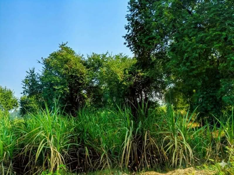 ต.เทพนิมิต อ.บึงสามัคคี จ.กำแพงเพชร, Kamphaeng Phet, Thapnimit, Bung Samakkhi, Kamphaeng Phet, , 30,732 sqm, Land For Sale, by ณณัฐ ภัทรจินดานุวงศ์, 500272065 - DDproperty.com