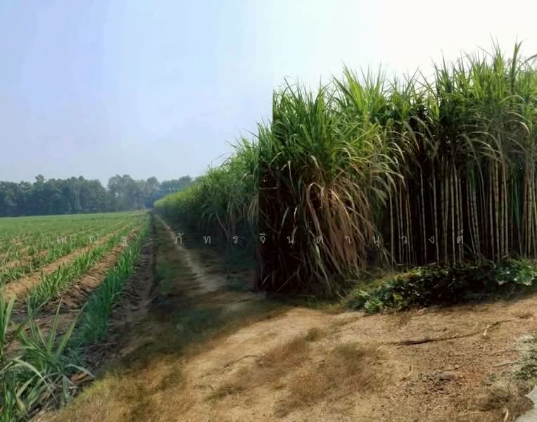 ต.เทพนิมิต อ.บึงสามัคคี จ.กำแพงเพชร, Kamphaeng Phet, Thapnimit, Bung Samakkhi, Kamphaeng Phet, , 30,732 sqm, Land For Sale, by ณณัฐ ภัทรจินดานุวงศ์, 500272065 - DDproperty.com