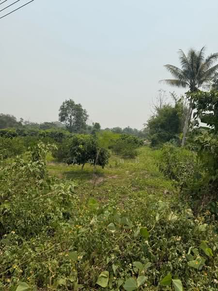 ขายที่ดินพร้อมบ่อน้ำมัน 11ไร่ 26 ตร.ว. โฉนดครุฑแดง น.ส.4 จ.2 แปลงติดกัน ตำบลแม่สูน อำเภอฝางเชียงใหม่, Chiang Mai, Mae Sun, Fang, Chiang Mai, , 17,704 sqm, Land For Sale, by คุณ หมี, 500272930 - DDproperty.com