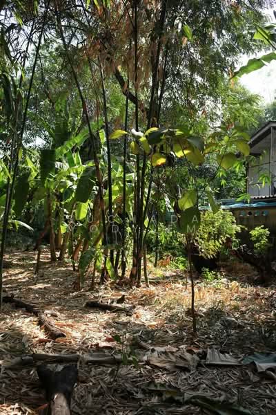 บ้าน 1-ห้องนอน, กรุงเทพ, วัดท่าพระ, บางกอกใหญ่, กรุงเทพ, 47 ตร.ม., บ้านเดี่ยว ขาย, โดย Suchada Yodyiem, 500277821 - DDproperty.com