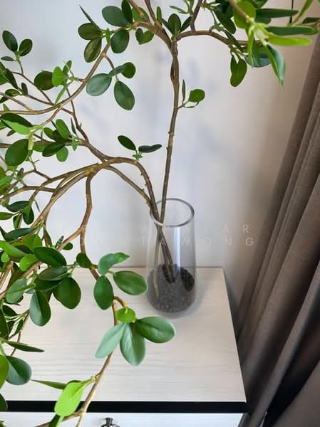 Chapter One Shine Bangpo, Bangkok, Pracharat Sai 1 Rd., Bang Sue, Bang Sue, Bangkok, 1 Bedroom, 30 sqm, Condo For Rent, by Praewpakar Soontawong, 500279983 - DDproperty.com