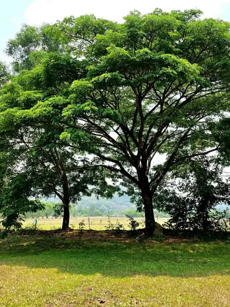 เขาเพิ่ม, นครนายก, เขาเพิ่ม, บ้านนา, นครนายก, 16,684 ตร.ม., ที่ดิน ขาย, โดย Nipawan Thurasuk, 500280860 - DDproperty.com
