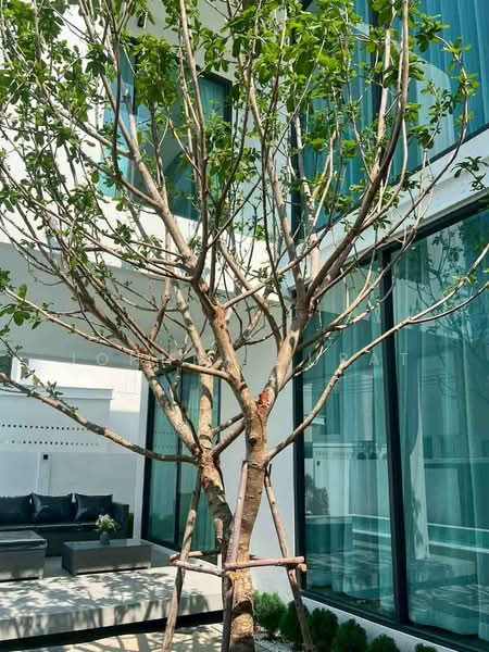 Hang Dong, Chiang Mai, Thailand, Chiang Mai, San Phak Wan, Hang Dong, Chiang Mai, 4 Bedrooms, 280 sqm, Villa For Rent, by Surat Premsri, 500280895 - DDproperty.com