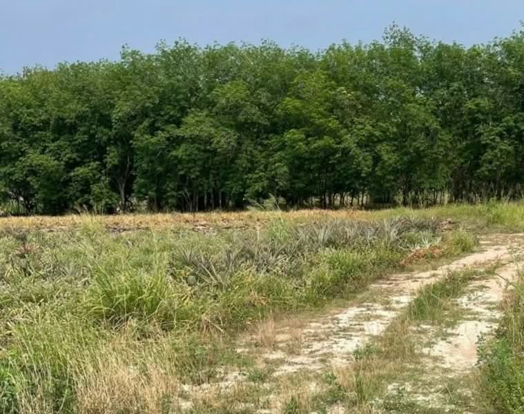 4 rai of prime land for sale in Makham Khu, Muang Lai, Nikhom Pattana District., Rayong, Makhamku, Nikhom Pattana, Rayong, , 6,400 sqm, Land For Sale, by richwellinter, 500281024 - DDproperty.com