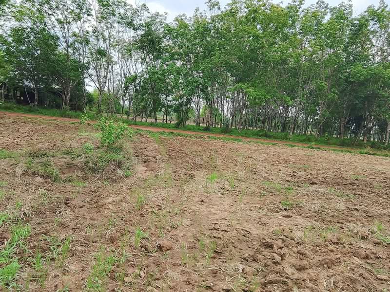 ขาย - ที่ดินโพนพิสัย หนองคาย, หนองคาย