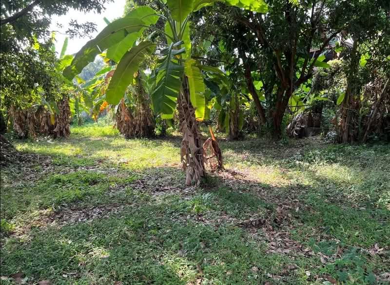 ที่ดิน 282 ตร.ว. ซอยสุขสัญจร 13 ต.ฟ้าฮ่าม, เชียงใหม่, ฟ้าฮ่าม, เมืองเชียงใหม่, เชียงใหม่, 1,128 ตร.ม., ที่ดิน ขาย, โดย The Positive ที่ดิน บ้าน คอนโด, 500281813 - DDproperty.com