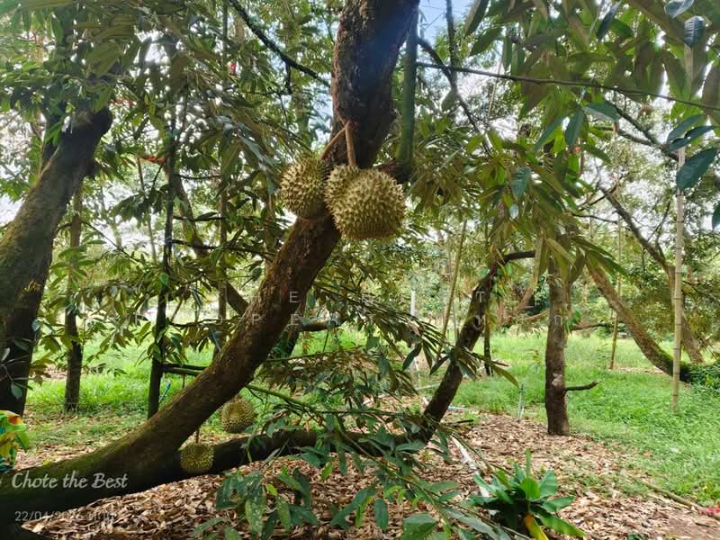 ขาย - ที่ดินเขาคิชฌกูฏ จันทบุรี, จันทบุรี