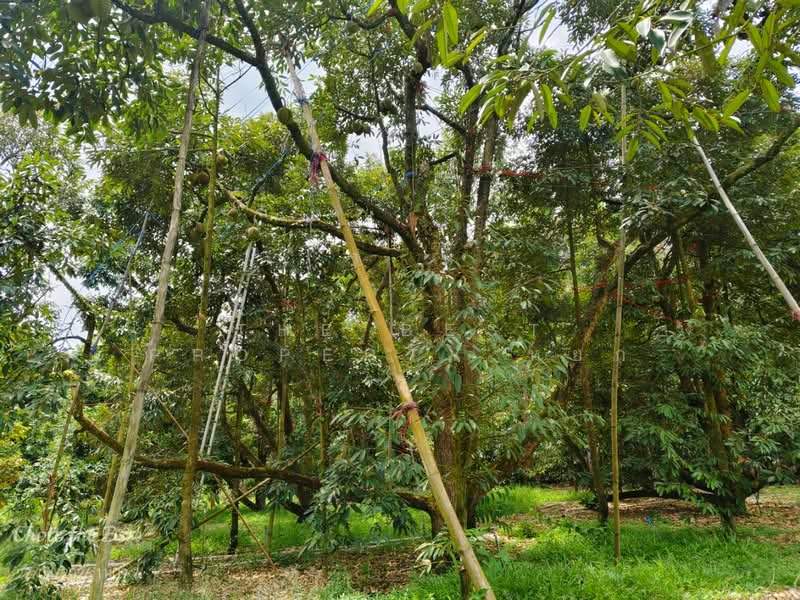 ขาย - ที่ดินเขาคิชฌกูฏ จันทบุรี, จันทบุรี
