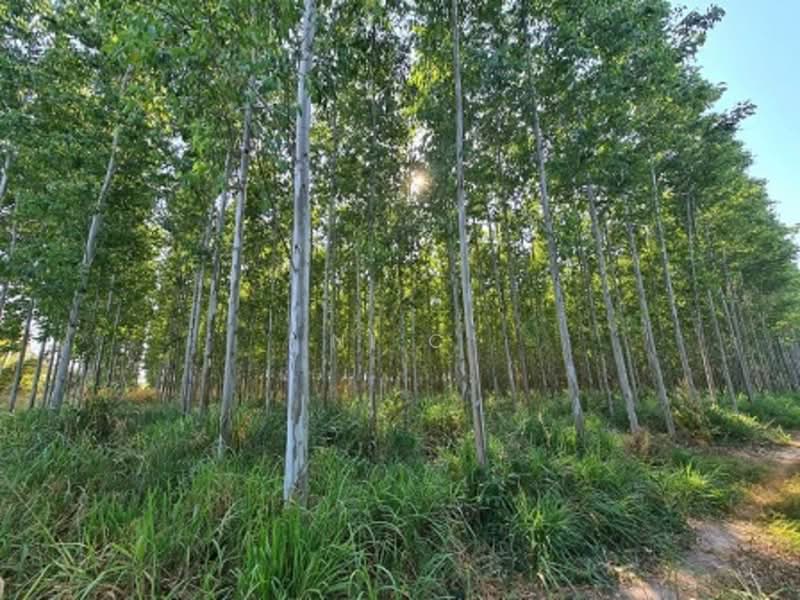 ขายที่ดินพนมสารคาม, ฉะเชิงเทรา, บ้านซ่อง, พนมสารคาม, ฉะเชิงเทรา, 264,000 ตร.ม., ที่ดิน ขาย, โดย ni c, 500282018 - DDproperty.com