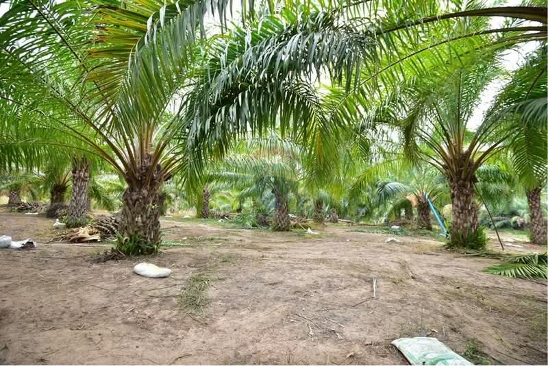 For Sale - 920211013-32, Udon Thani