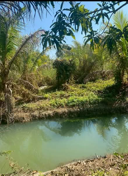 ขาย - ขาย ที่ดินพร้อมสวนมะพร้าว ขนาด22-1-25.6 ไร่ ต.วังชะพลู อ.ขาณุวรลักษบุรี จ.กำแพงเพชร, กำแพงเพชร